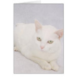 The Little White Cat Cards