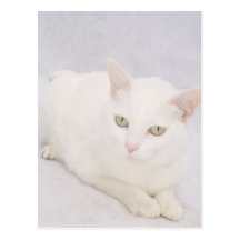 The Little White Cat Post Cards
