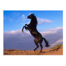 The majestic black stallion post cards