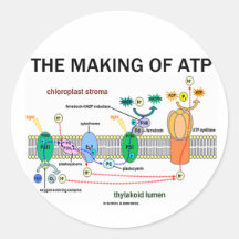 The Making Of ATP (Light-Dependent Photosynthesis) Sticker