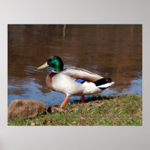 The Mallard Print