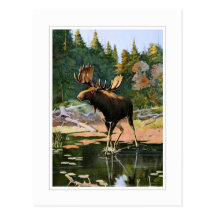 The Moose Post Card
