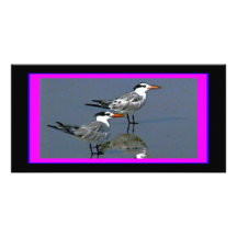 The MUSEUM Artist Series jGibney Birds2CocoaBeach1 Customised Photo Card