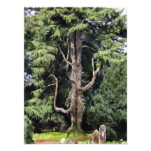 The Mystery Tree Photo Print