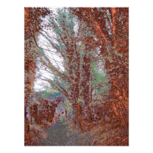 The Path Colour Photo Print