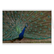 The Peacock Cards