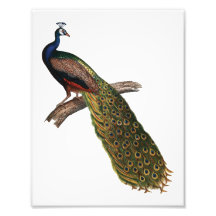 The Peacock Symbolism Photograph