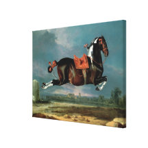 The piebald horse 'Cehero' rearing Canvas Prints