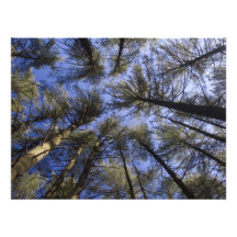 The Pine Barrens – Scenic NJ Art Photo