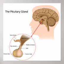 The pituitary gland Poster