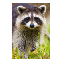 The racoon, Procyon lotor, is a widespread, 3 Photo Art
