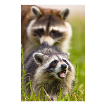The racoon, Procyon lotor, is a widespread, Photo Art