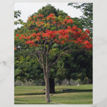 The red flowering tree in garden personalized flyer