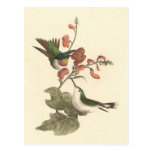 The Red-throated Hummingbird (Trochilus colubris) Postcards