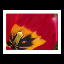 The Red Tulip - Greeting Card postcards