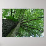 The Sky is the Limit Poster/Print