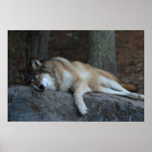 The Sleeping Wolf Posters