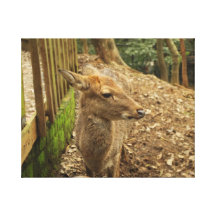 The Spotted Deer Gallery Wrapped Canvas