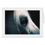 The Stallion's Eye Cards