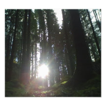 The sun in the forest art photo