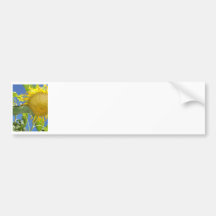 The sunflower bumper stickers