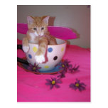 The tea cup fairy postcard