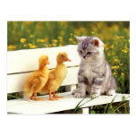 The Ugly Duck Postcard