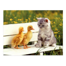 The Ugly Duck Postcard