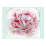 The Wedding Flower Postcard