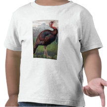The Wild American Turkey Cock, illustration from ' Tee Shirt