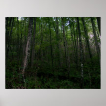 The Woods Print