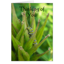 Thinking of You Cards