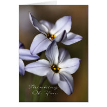 Thinking Of You - Flowers cards
