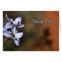 Thinking Of You - Flowers in bloom cards