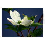 Thinking of you greeting card