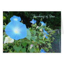 Thinking of You...Morning Glories Notecard