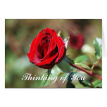 Thinking of You Red Rose Blank Card