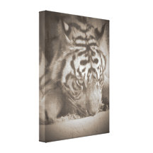 Thinking Tiger Gallery Wrapped Canvas