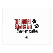 This Human Belongs to a Border Collie Postcard