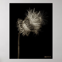 Thistle 6 poster