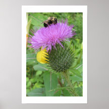Thistle Bee Posters