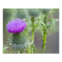 Thistle Photo Print