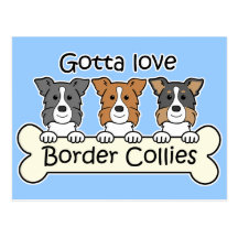 Three Border Collies Post Card