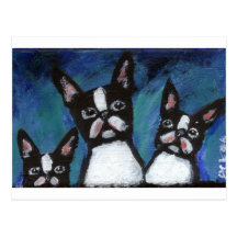 Three Boston Terriers design Postcard