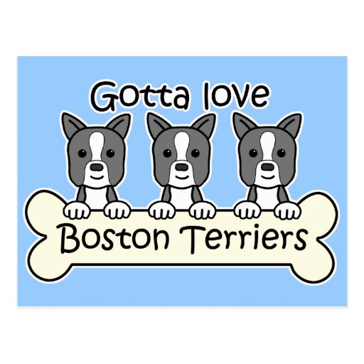 Three Boston Terriers Post Cards