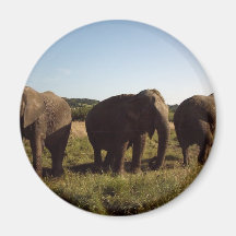 Three Elephants Refrigerator Magnets
