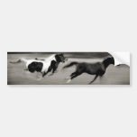 Three Galloping Horses Bumper Stickers