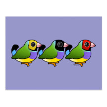 Three Gouldian Finches Postcard
