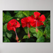 Three Hibiscus Print