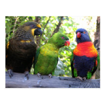 Three Lorikeets Post Card